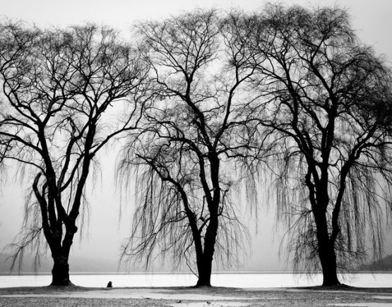 black-and-white-trees-winter-branches